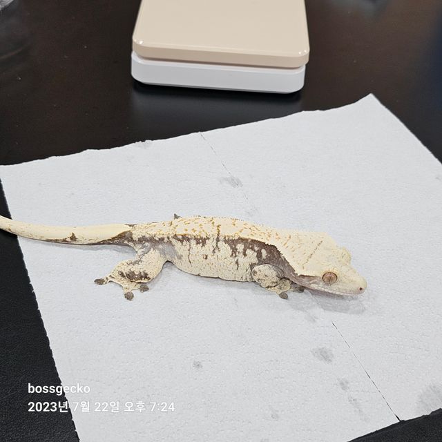 드리피 화이트스팟 화이트포트홀