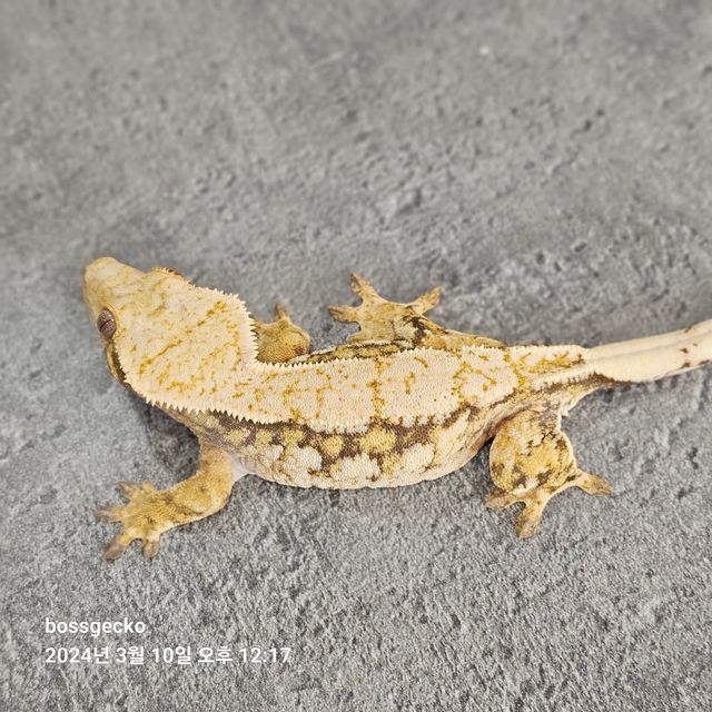 트라이 드리피 화이트스팟