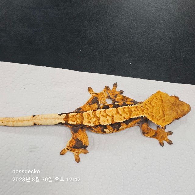 트라이 바브