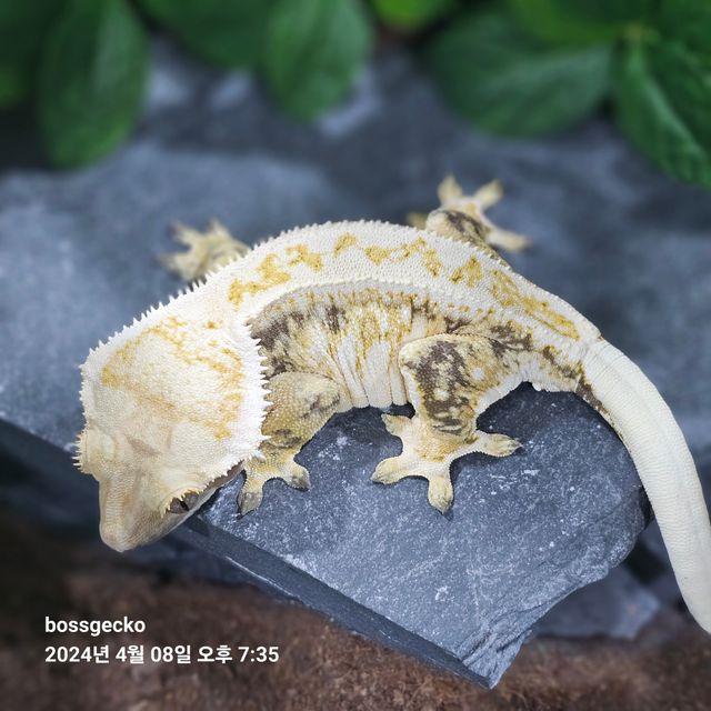트라이