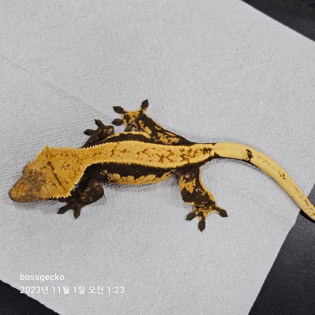 익스트림할리퀸