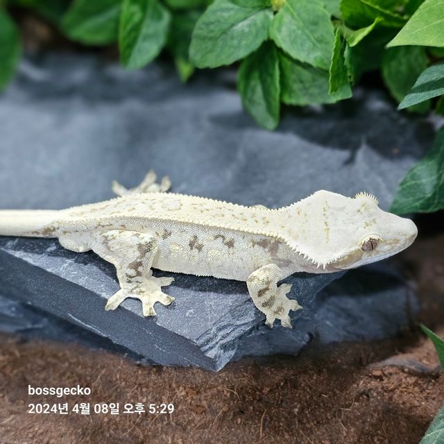 노멀