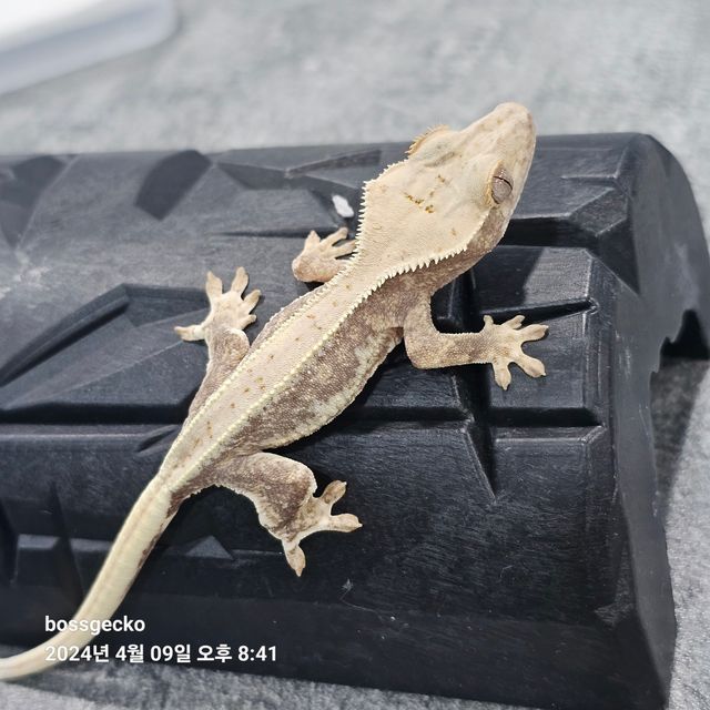 릴리화이트