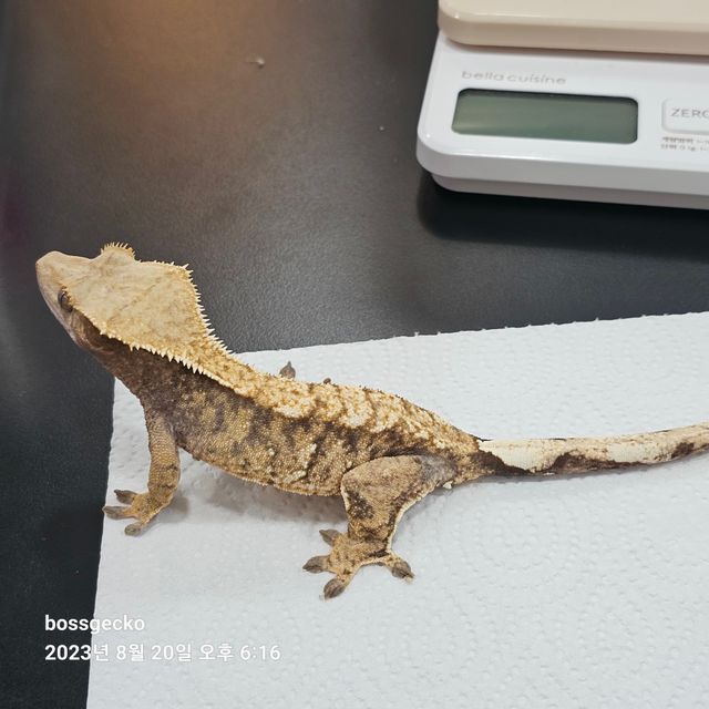 트라이