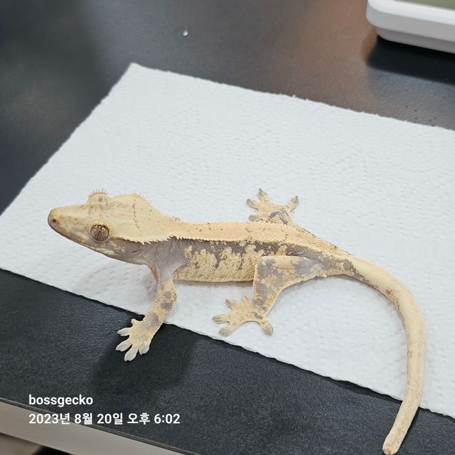 익스트림할리퀸