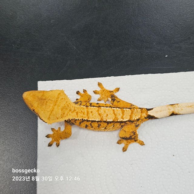 트라이 바브