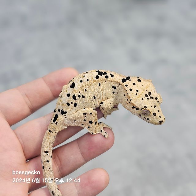 슈퍼달마시안