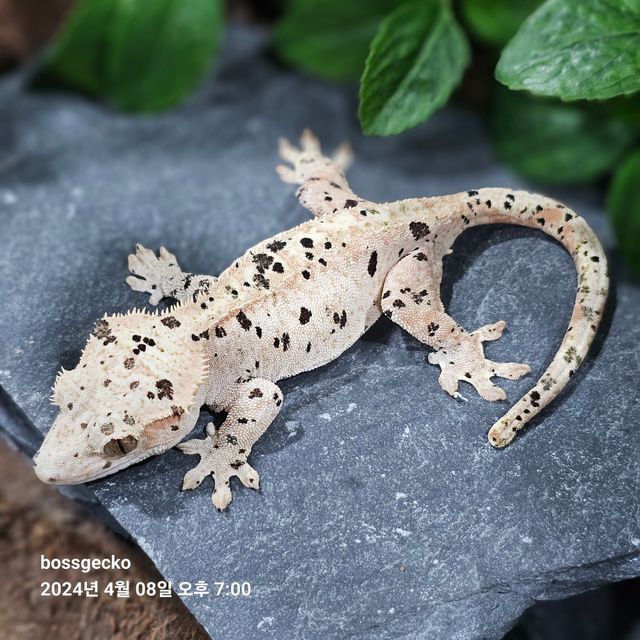 슈퍼달마시안