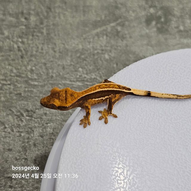 쿼드 풀핀 핀스트라이프