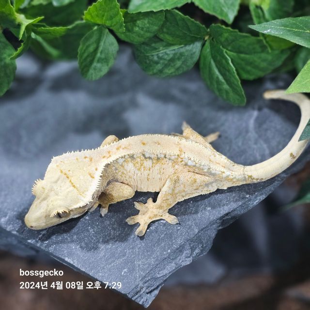 트라이