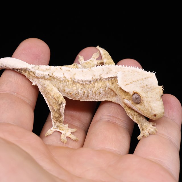 Creamsicle Normal White Spot