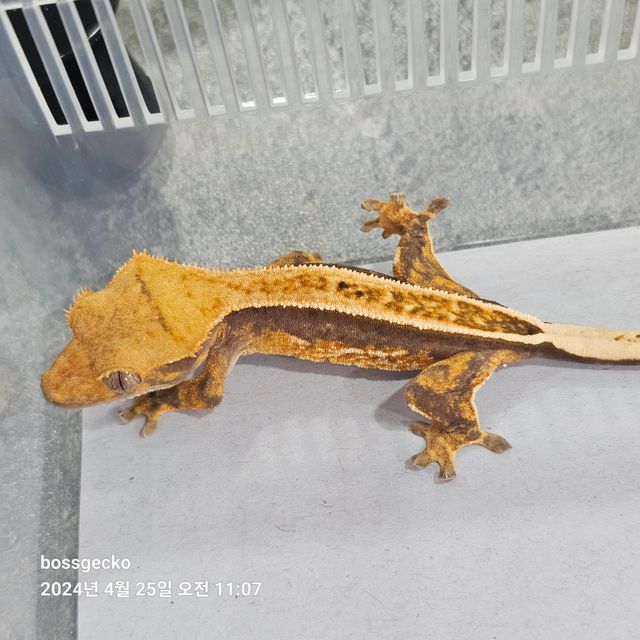 Full Pinstripe Pinstripe Quad