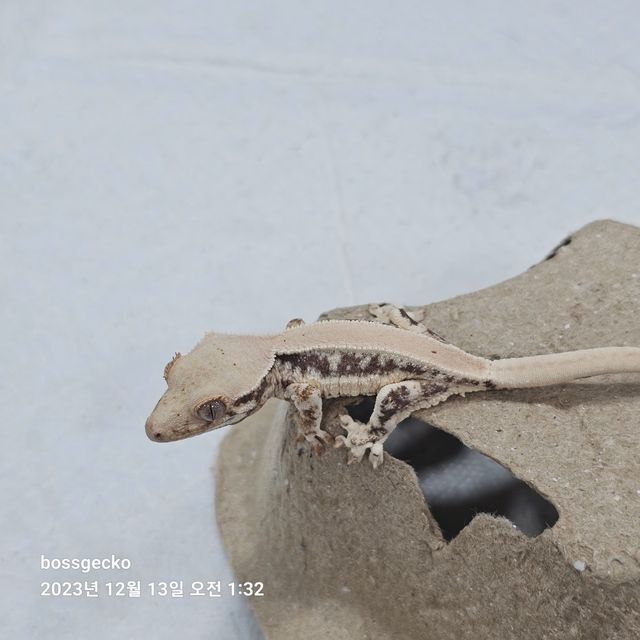 릴리화이트