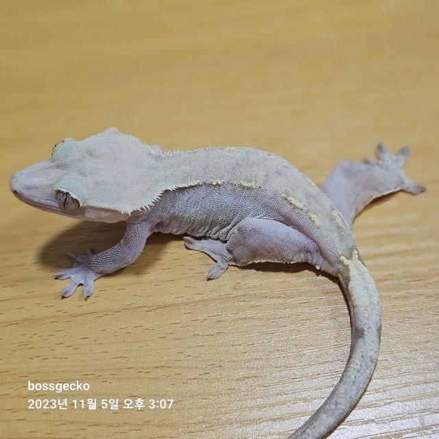 노멀