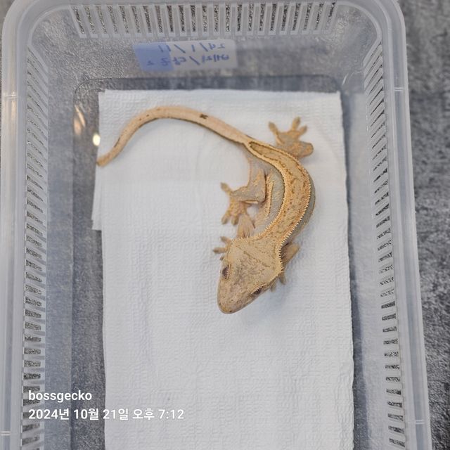 쿼드 풀핀 핀스트라이프