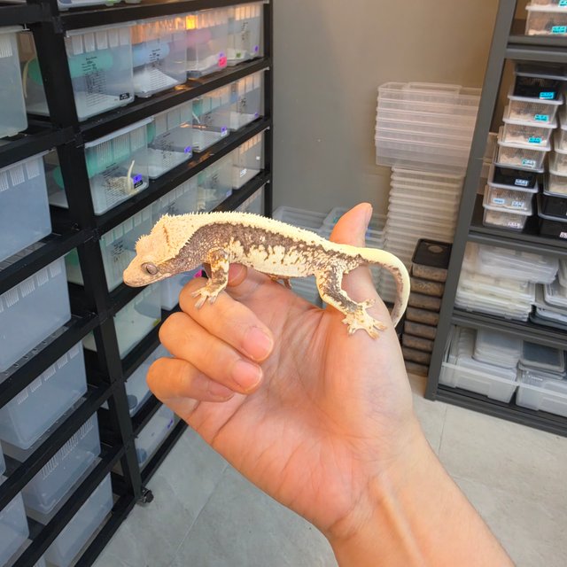 Lilly 100% Het Axanthic