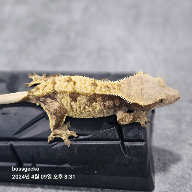 트라이