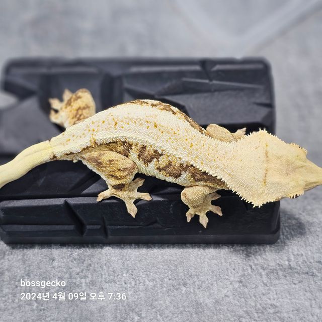 릴리화이트