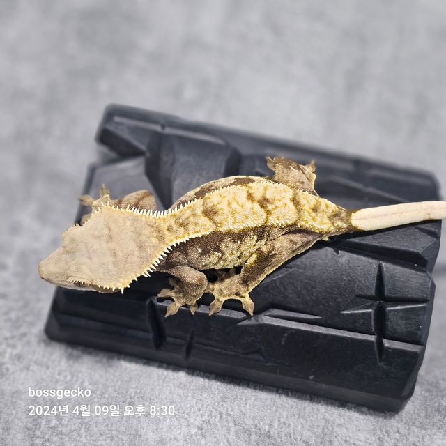 트라이