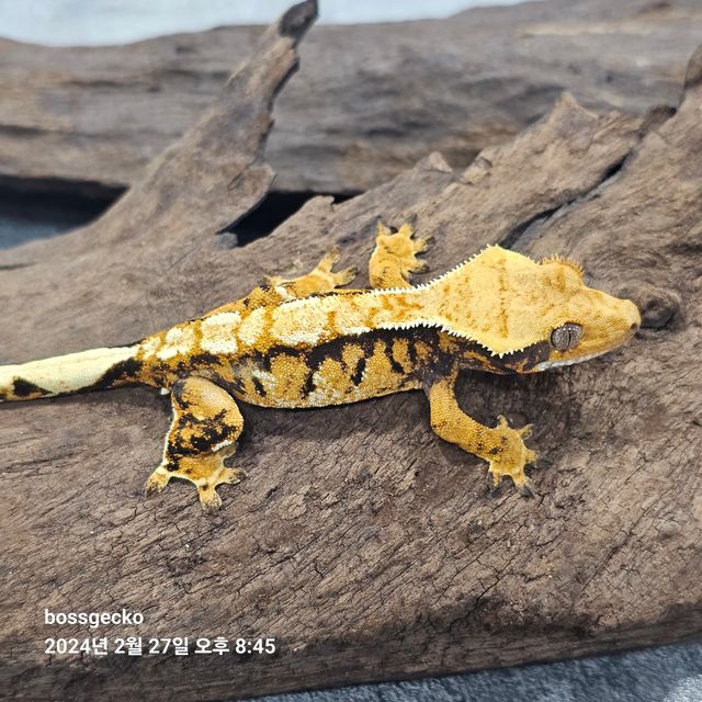 트라이 바브