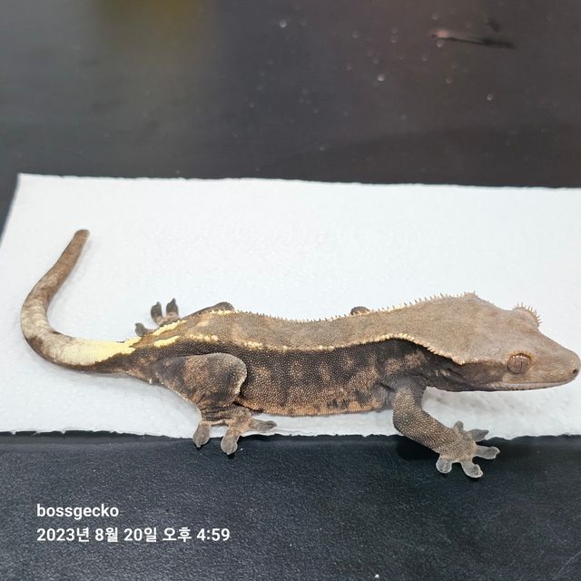 카푸치노