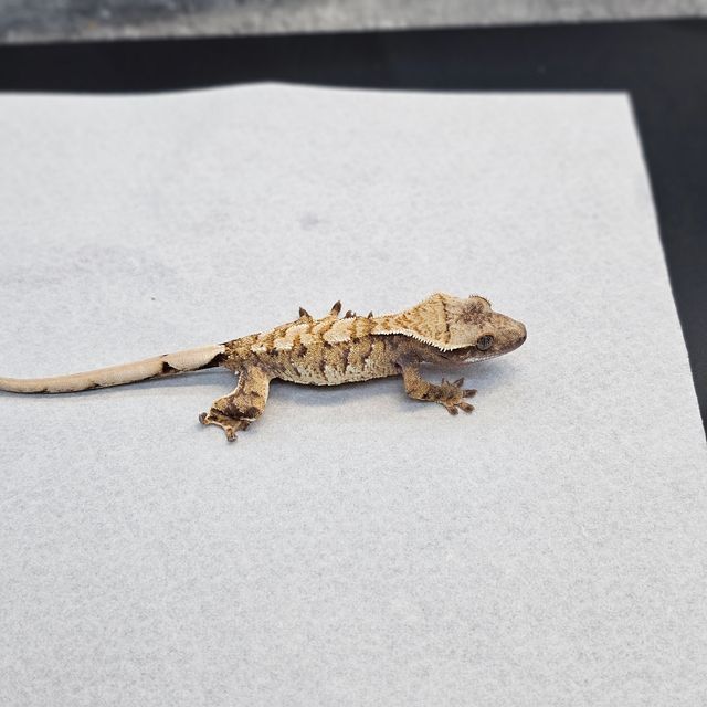 트라이