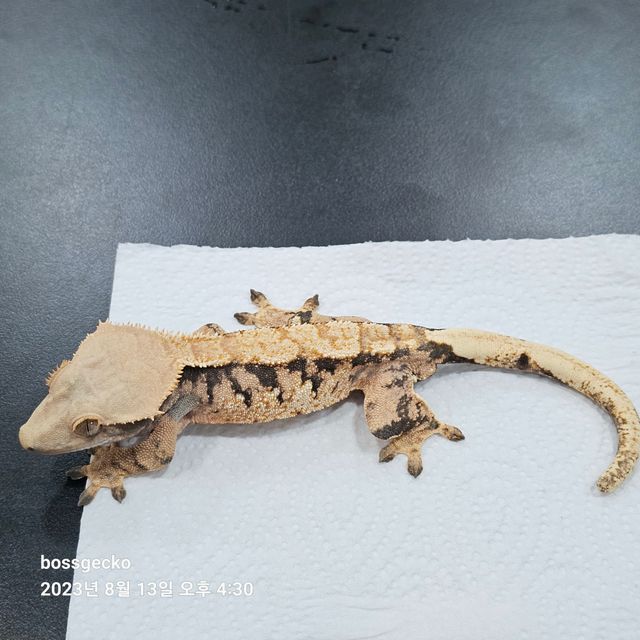 트라이