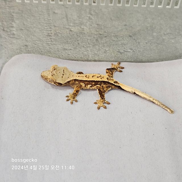 트라이 젠젝스