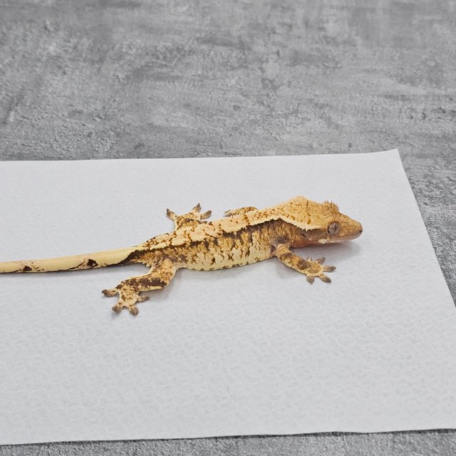 Extreme Harlequin White Spot Tri Normal