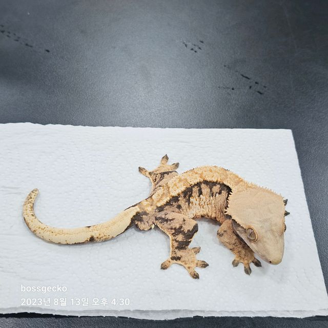 트라이