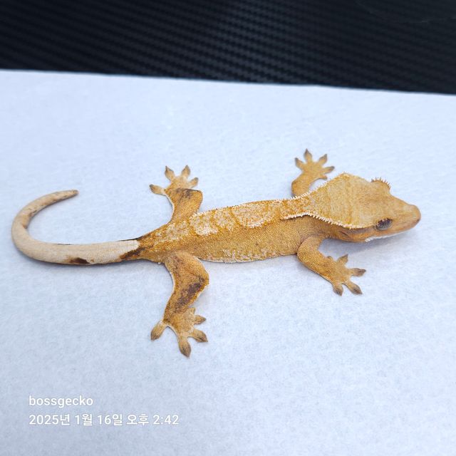 트라이 바브