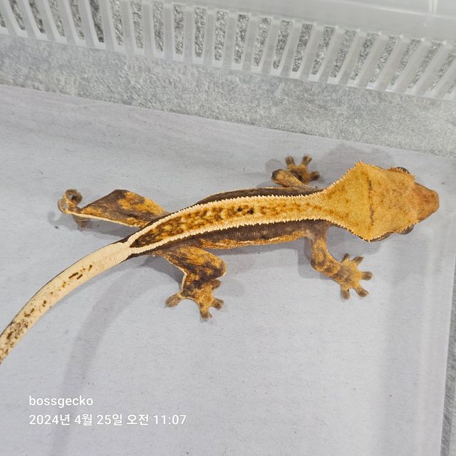Full Pinstripe Pinstripe Quad