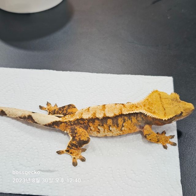트라이 바브