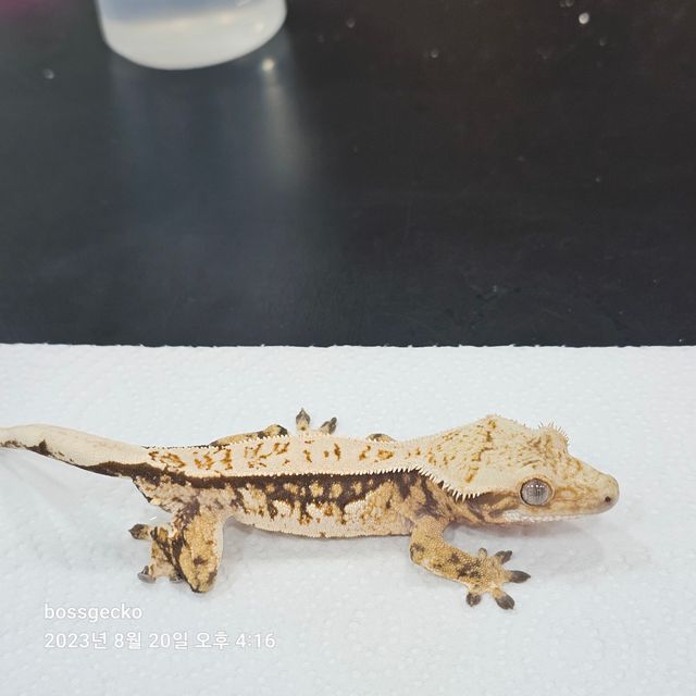 트라이