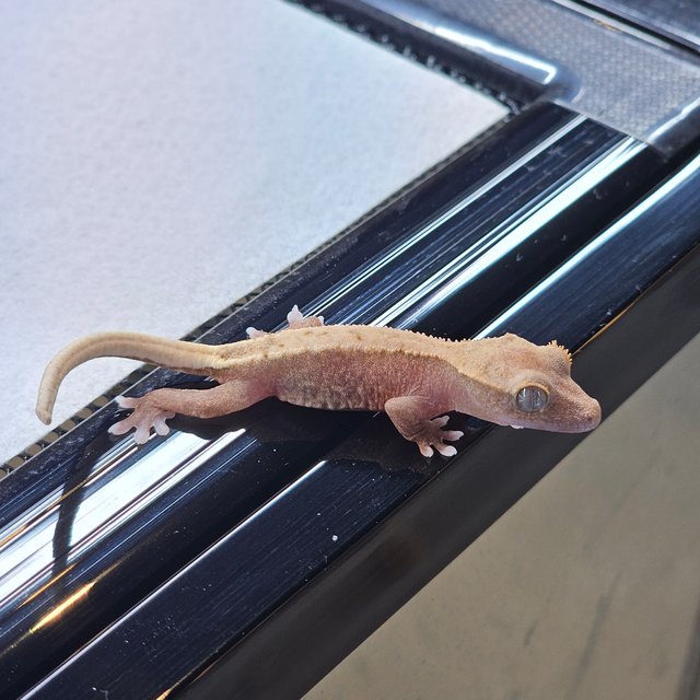 Pied Hypo