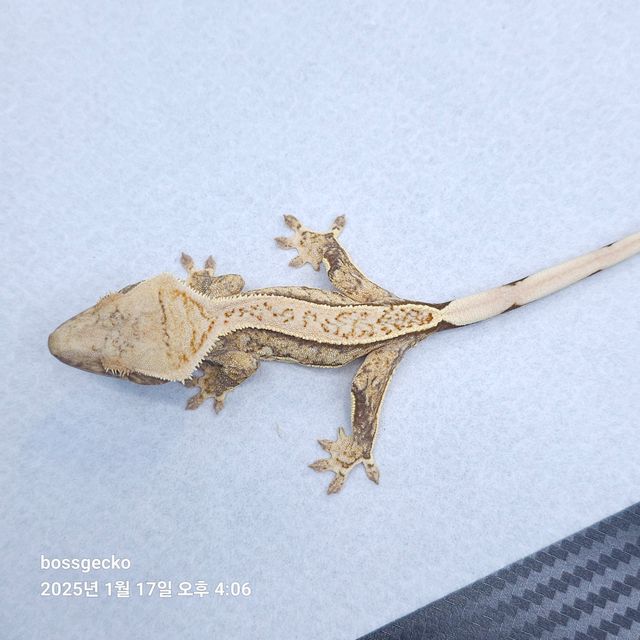 트라이
