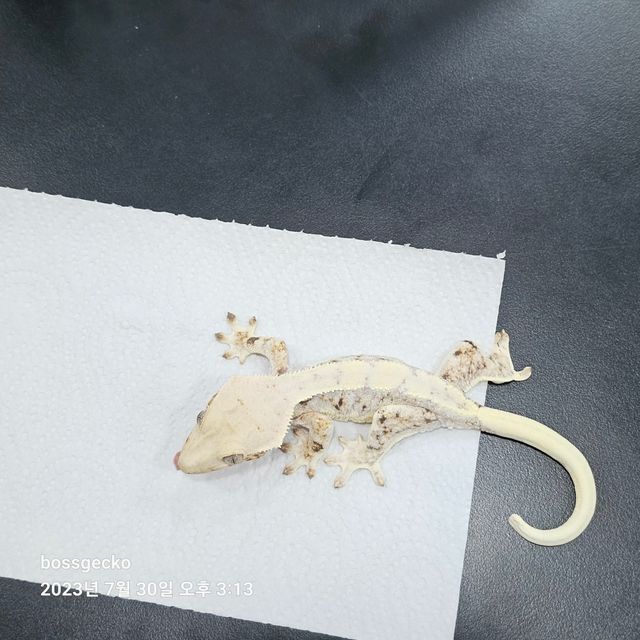 릴리화이트 트라이