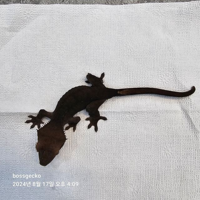 챠콜 알티