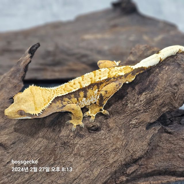 트라이 바브