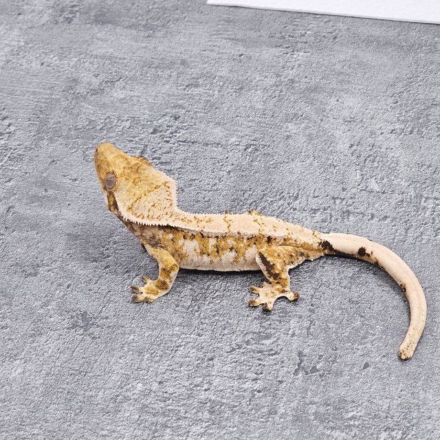 Normal Extreme Harlequin Tri Tangerine