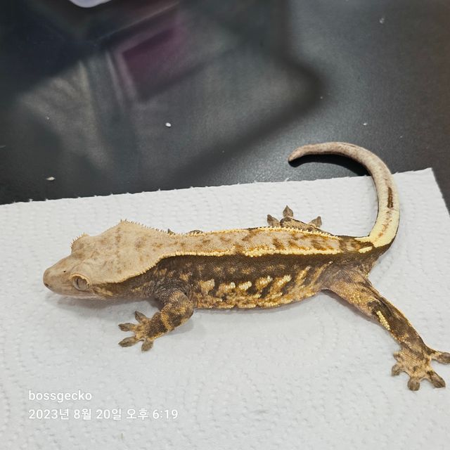 트라이