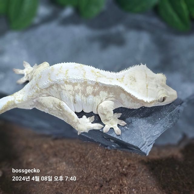드리피