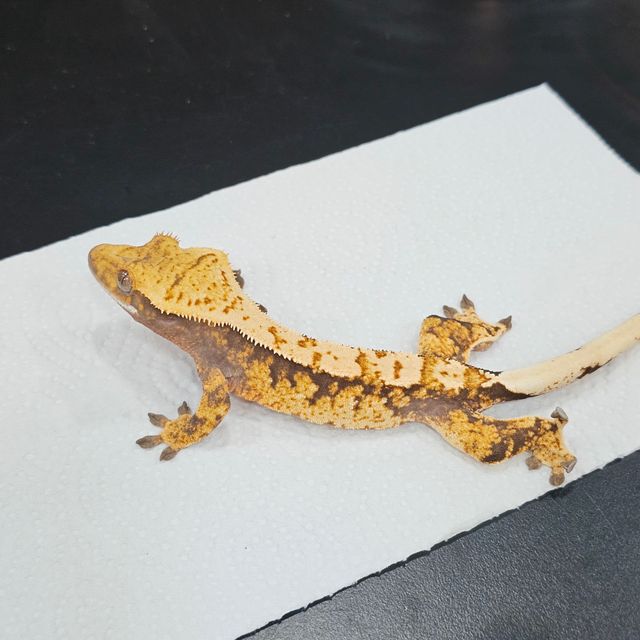 트라이