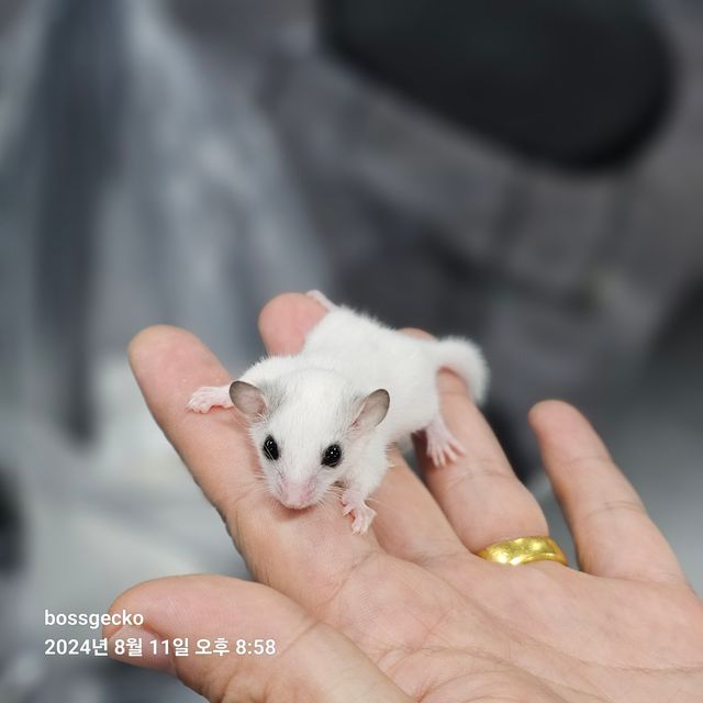 루시스틱