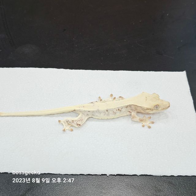 릴리화이트