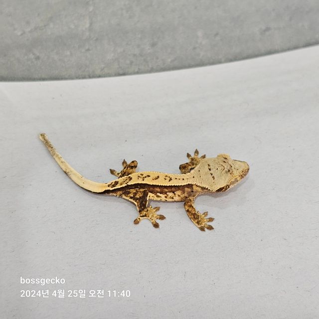 트라이 젠젝스