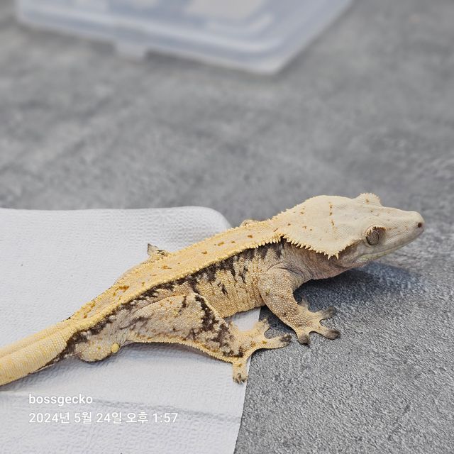 노멀