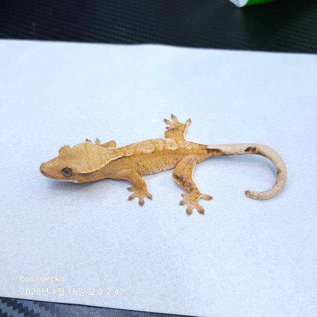 트라이 바브