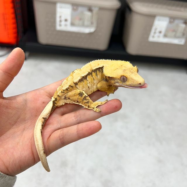 트라이