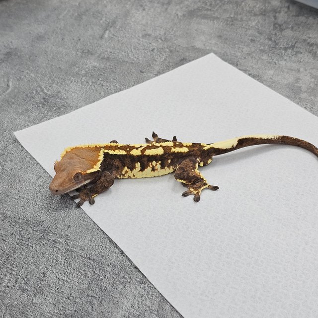 Cappuccino Pinstripe Tri